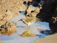 Cinclodes atacamensis
