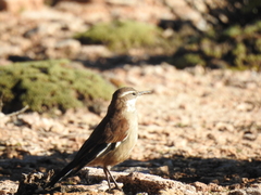 Cinclodes atacamensis