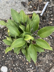 Hosta