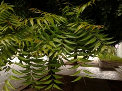 Azadirachta indica