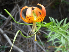 Lilium pardalinum pardalinum