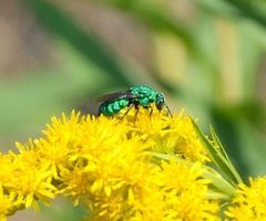 Parnopes edwardsii