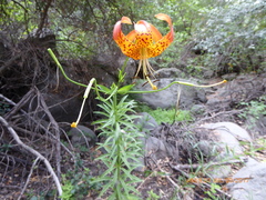 Lilium pardalinum pardalinum