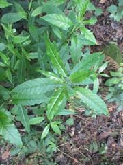 Magnoliopsida
