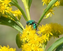 Parnopes edwardsii