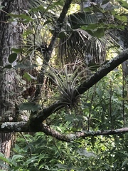 Tillandsia fasciculata