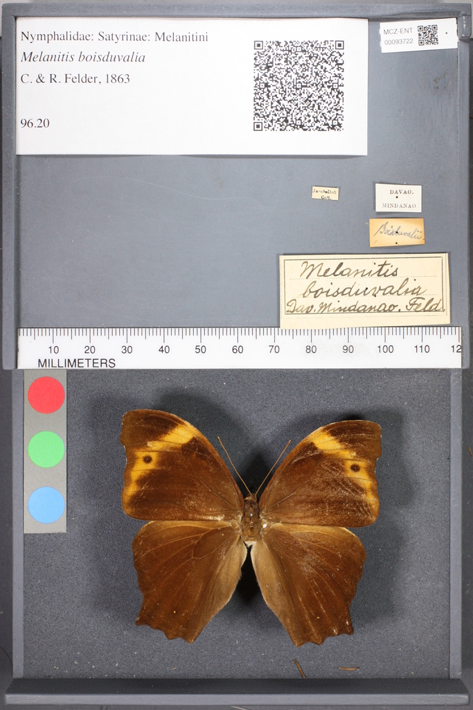 Melanitis boisduvalia