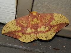 Eacles imperialis pini