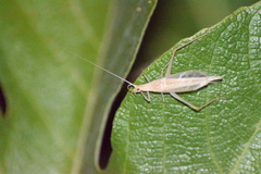 Oecanthus dulcisonans