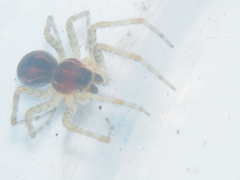 Dendrolycosa