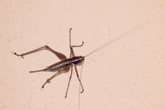 Pterolepis spoliata