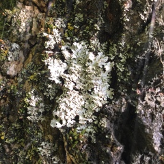 Physconia leucoleiptes