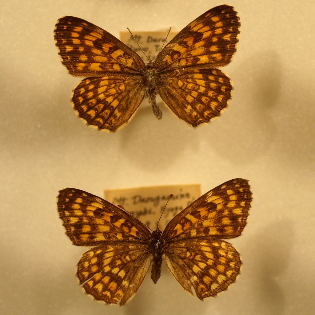 Melitaea protomedia