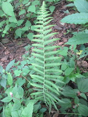 Polypodiopsida