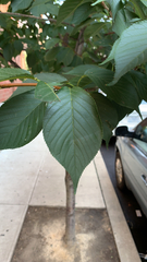 Prunus serrulata
