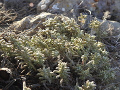 Teucrium vincentinum