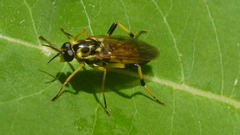 Xylomya terminalis