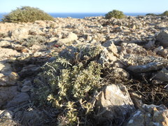 Teucrium vincentinum