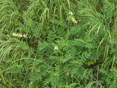 Sophora flavescens