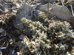 Teucrium vincentinum