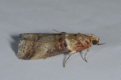 Acrobasis tumidana