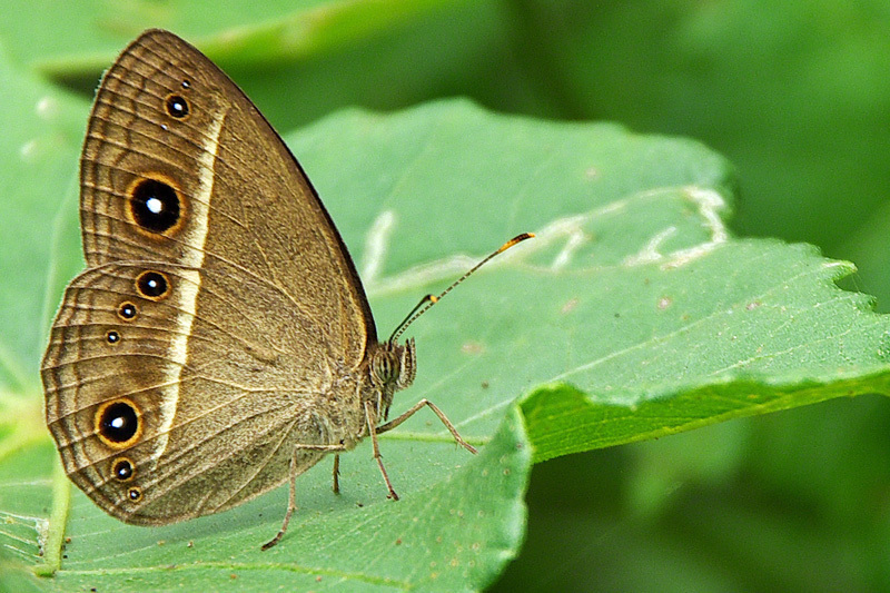 Chinese Bushbrown