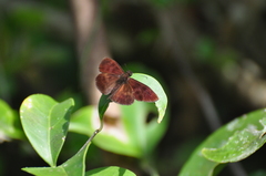 Anastrus sempiternus