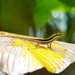 Krug's Anole - Photo (c) John Sullivan, some rights reserved (CC BY-NC), uploaded by John Sullivan