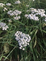 Achillea millefolium