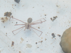 Psilodercidae