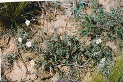 Helianthemum asperum