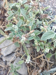 Heliotropium ellipticum