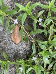 Diodia