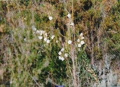 Cistus clusii