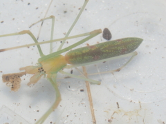 Tetragnatha hasselti