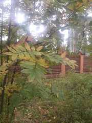 Sorbus aucuparia