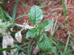 Magnoliopsida