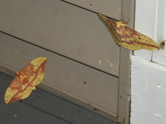 Eacles imperialis pini