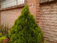 Platycladus orientalis