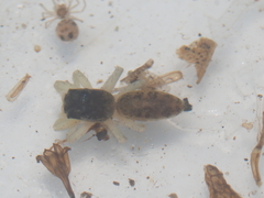 Cosmophasis thalassina