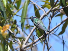 Colibri serrirostris