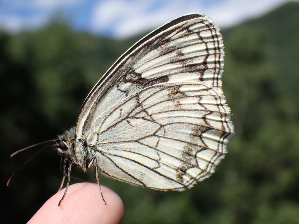Melanargia halimede