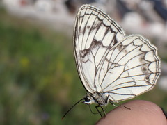 Melanargia halimede