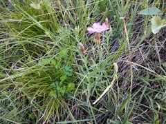 Dianthus caucaseus