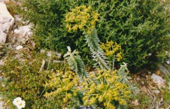 Cistus salviifolius