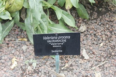 Valeriana edulis procera
