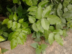 Platymiscium pinnatum