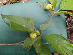 Guettarda macrosperma