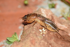Gryllotalpa africana