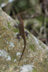 Anolis cristatellus cristatellus